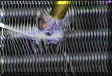 radiator.jpg (5848 bytes)